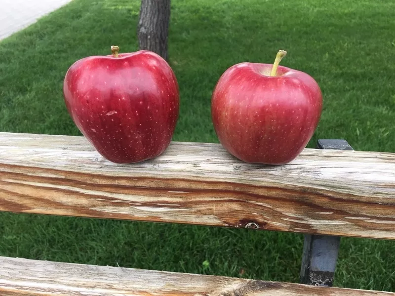 Экологически чистые яблоки 6