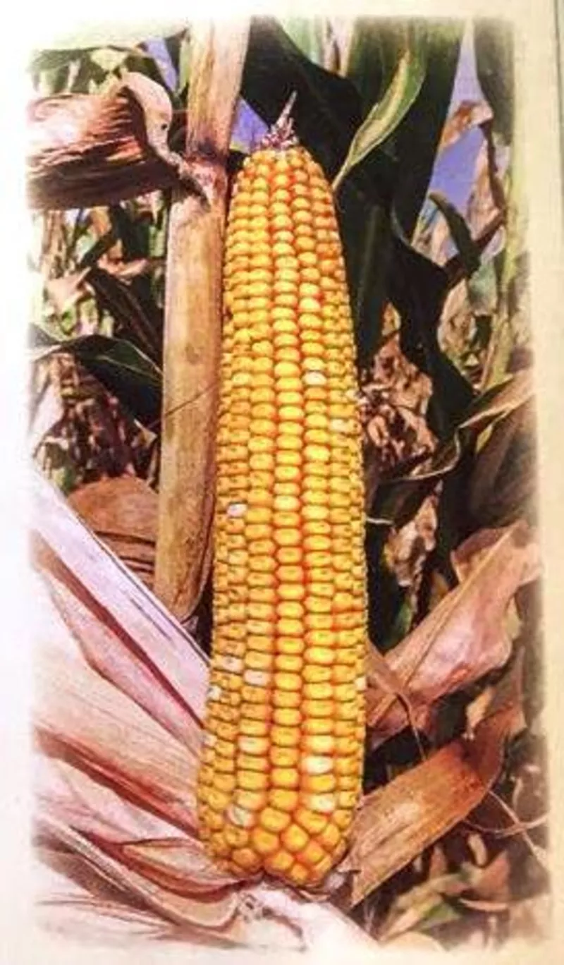 Семена кормовой кукурузы Машук 480 СВ