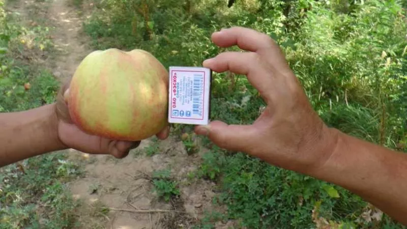 Оптовая продажа яблок со склада в Казахстане. 3
