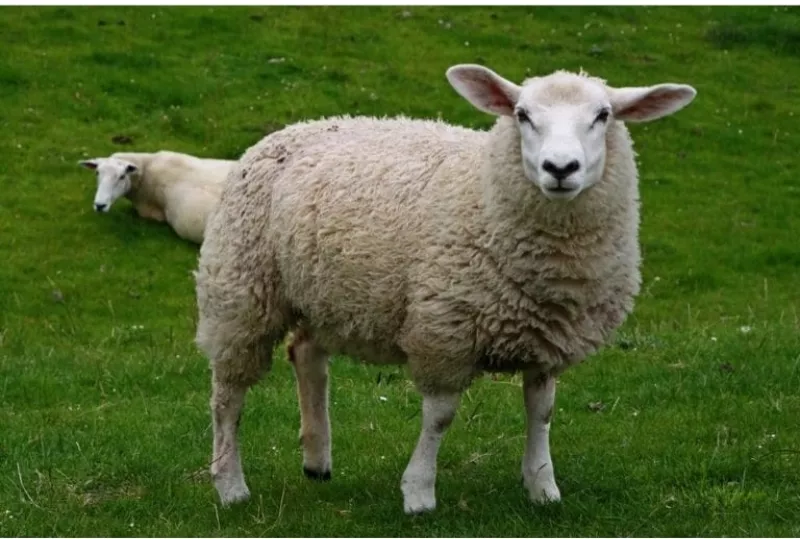 Продам шерсть овечью