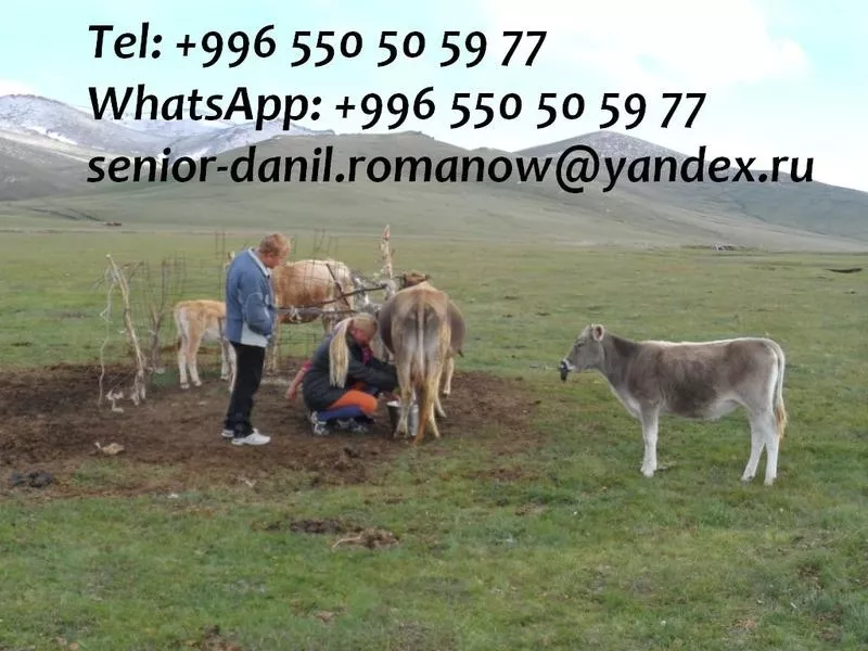 Guide,  driver in Kyrgyzstan,  tourism,  travel,  excursions,  hiking in mountains 6