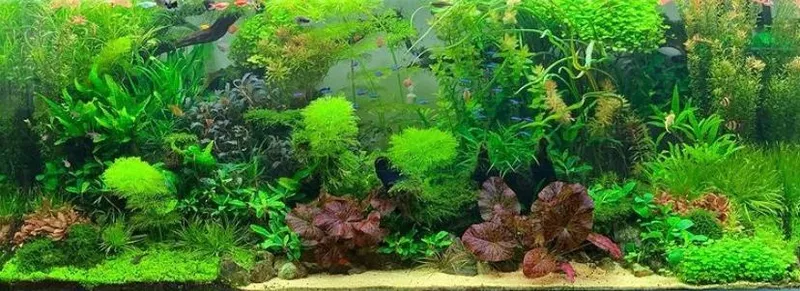Аквариум с натуральными растениями и рыбками  3