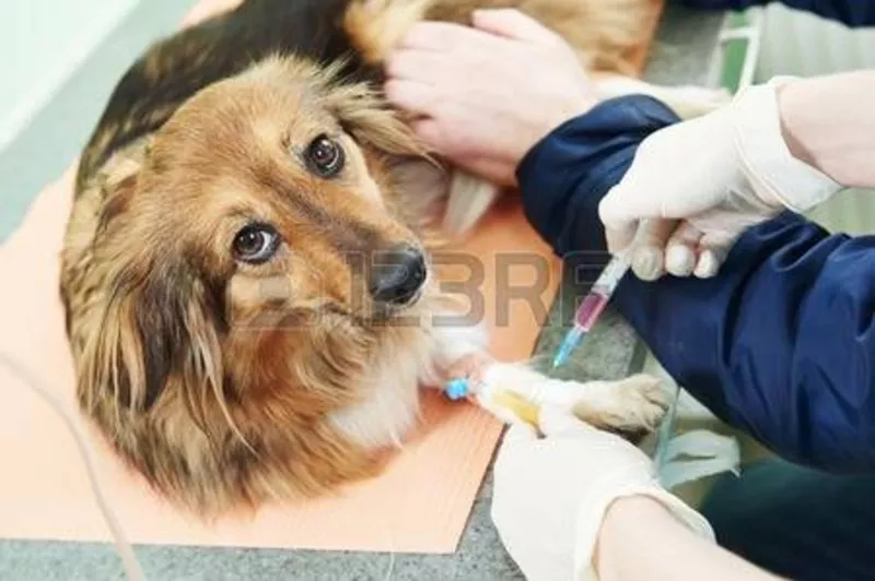Ветеринарная помощь с выездом и в клинических условиях 247 2