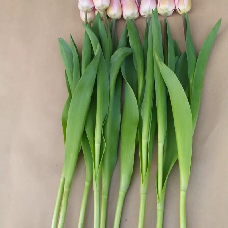 Тюльпаны оптом к 8 марта 6