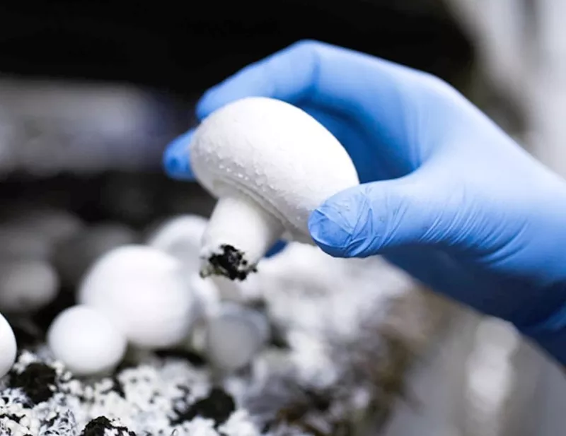 Сбор грибов шампиньоны,  приглашаем в Польшу