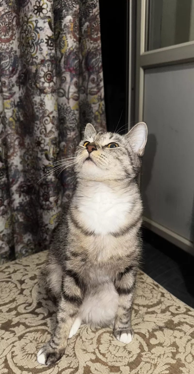 Отдам Кошечку в Хорошие Руки