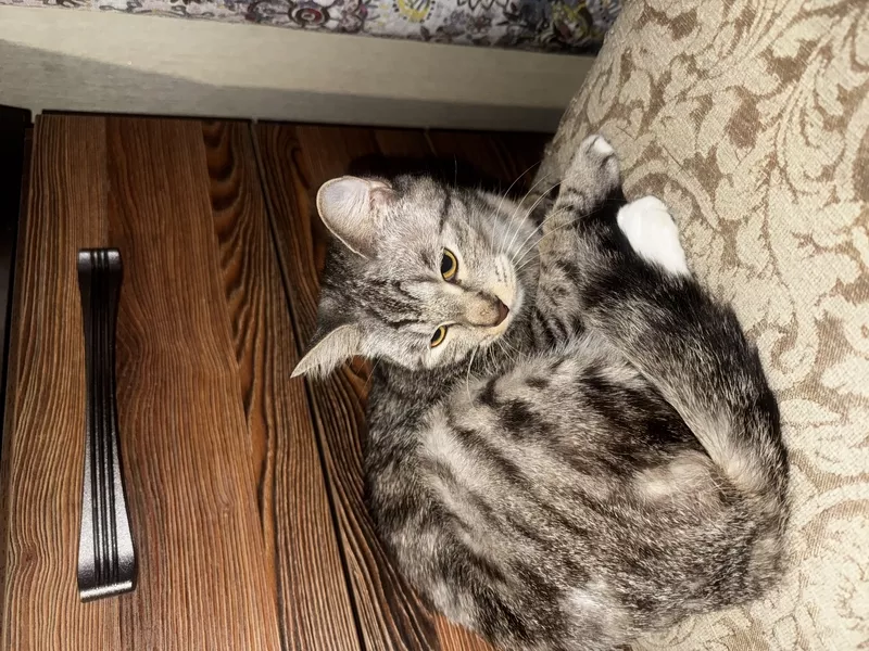 Отдам Кошечку в Хорошие Руки 2