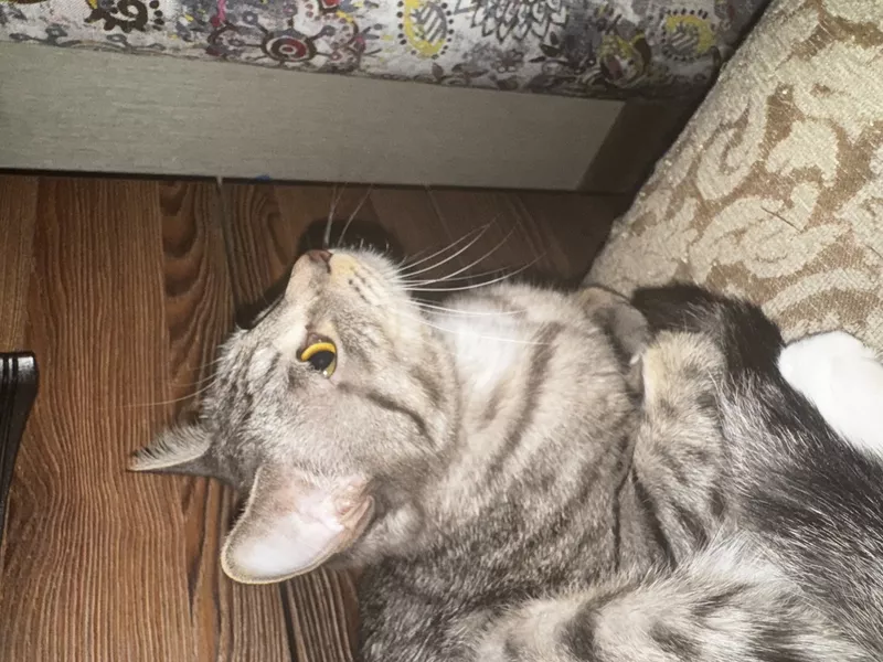 Отдам Кошечку в Хорошие Руки 4