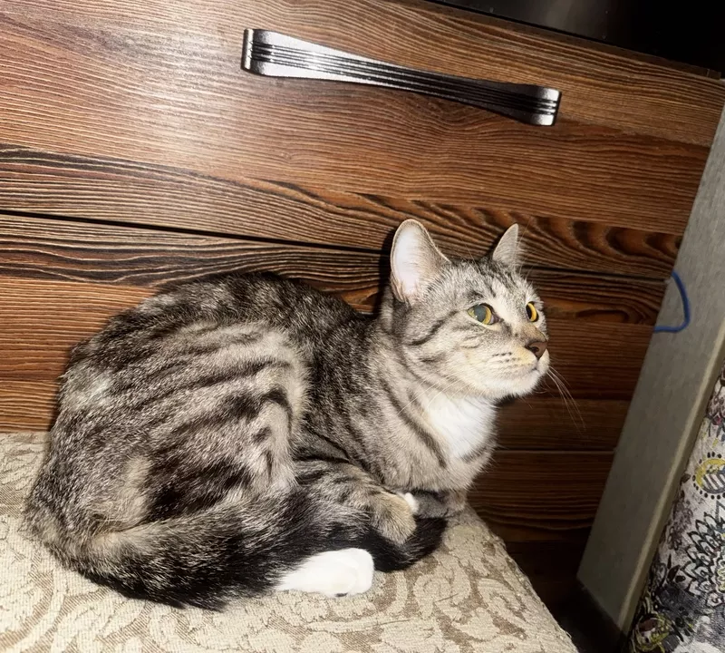 Отдам Кошечку в Хорошие Руки 5