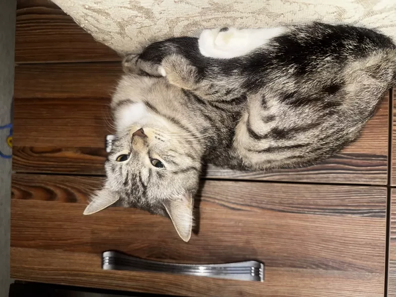 Отдам Кошечку в Хорошие Руки 3