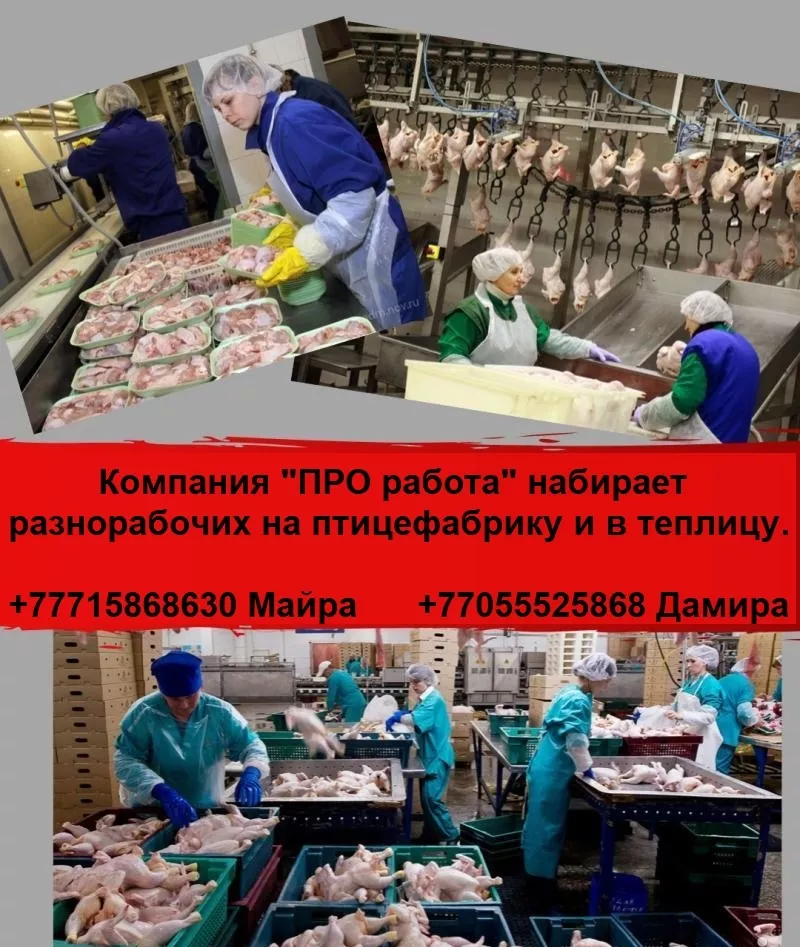 Компания ПРO работа ищeт разнорабочих на работу в птицефабр. и теплицу
