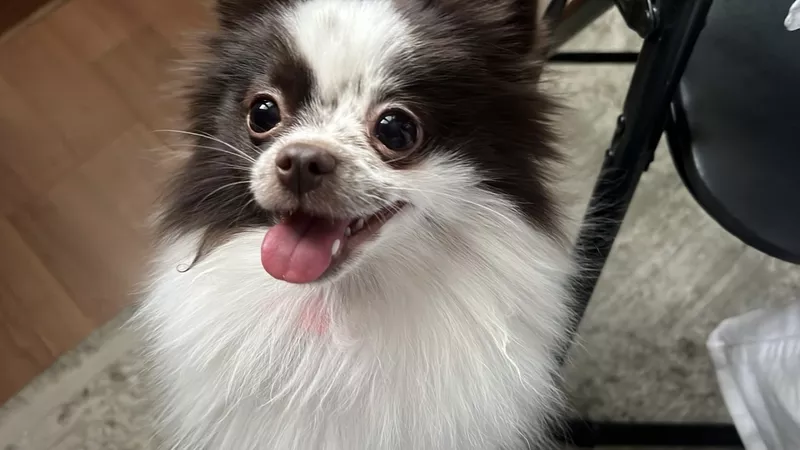 Померанский шпиц самка 2 года 2