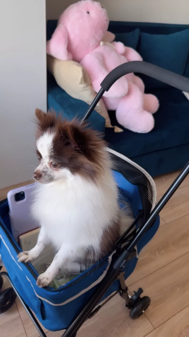 Померанский шпиц самка 2 года 6