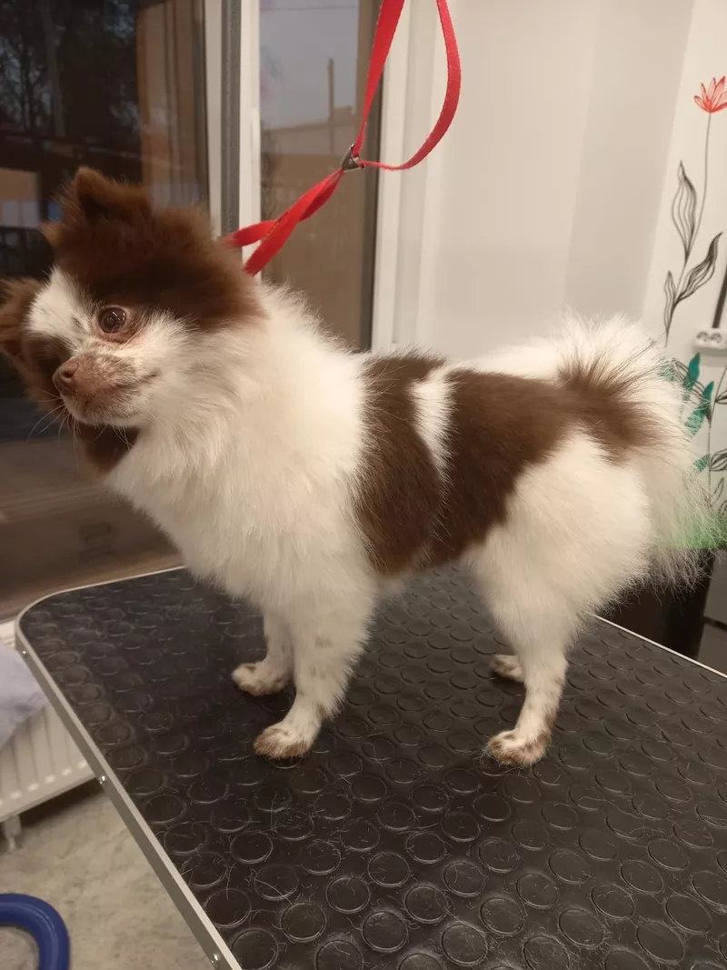 Померанский шпиц самка 2 года 3