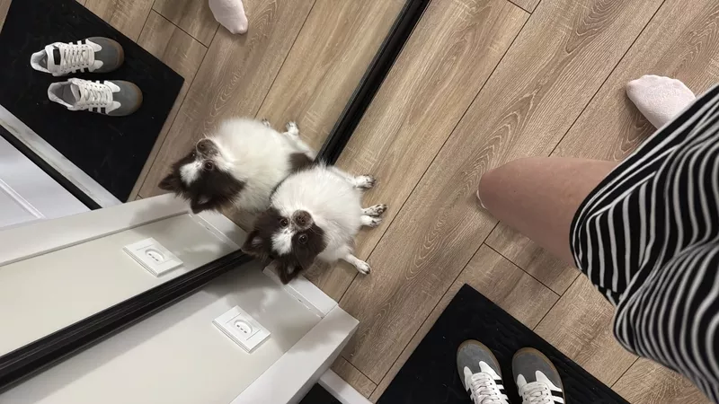 Померанский шпиц самка 2 года 7