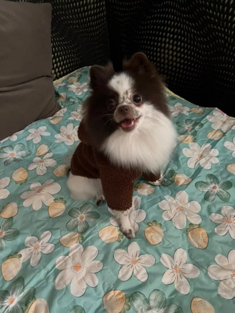 Померанский шпиц самка 2 года