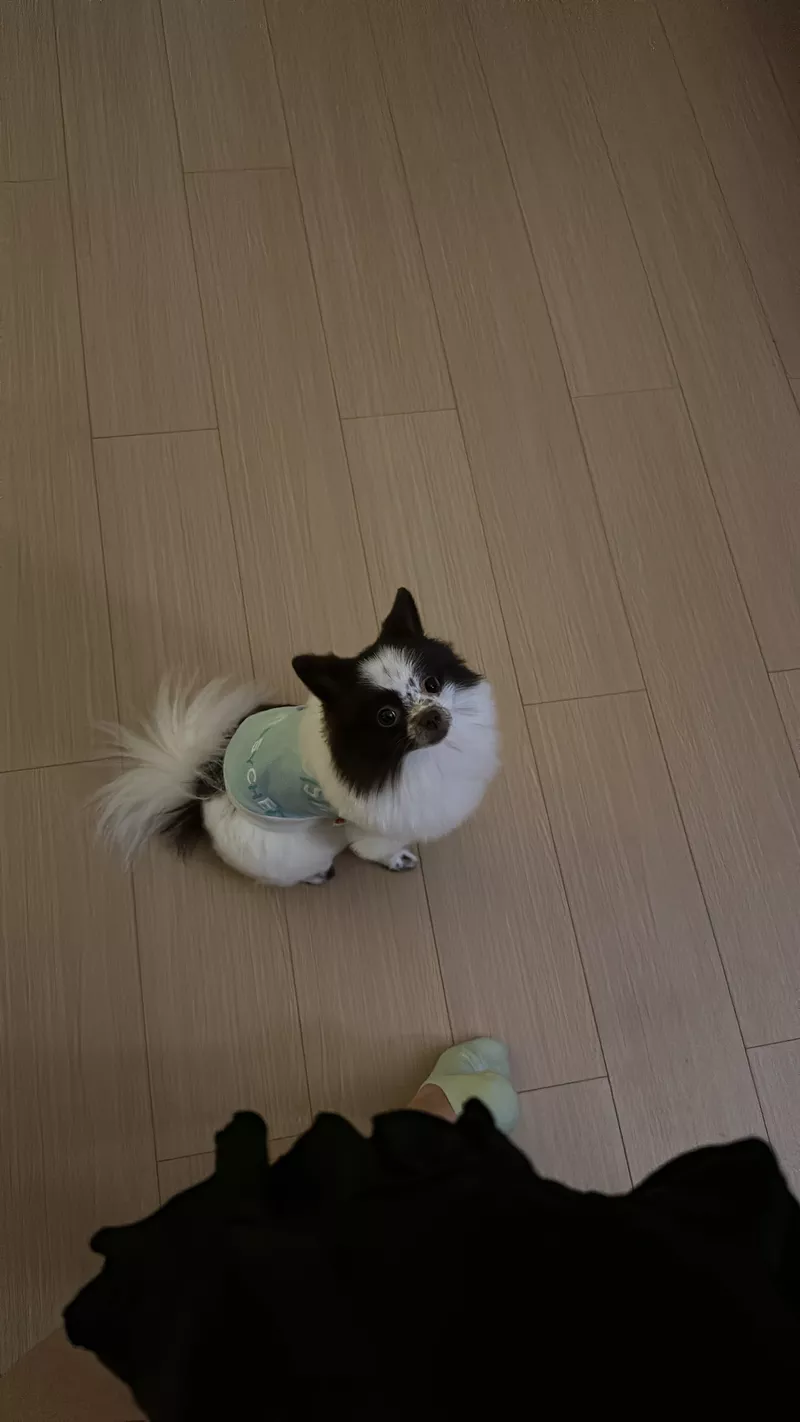 Померанский шпиц самка 2 года 8