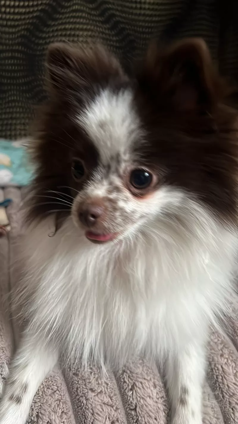 Померанский шпиц самка 2 года 4