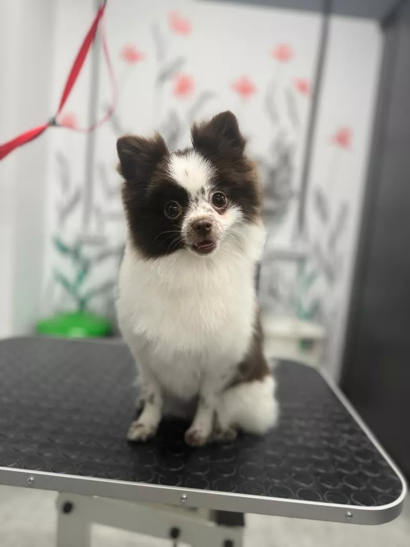 Померанский шпиц самка 2 года 5