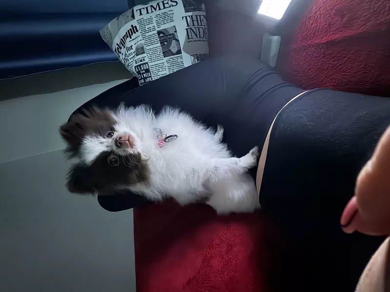 Померанский шпиц самка 2 года 9