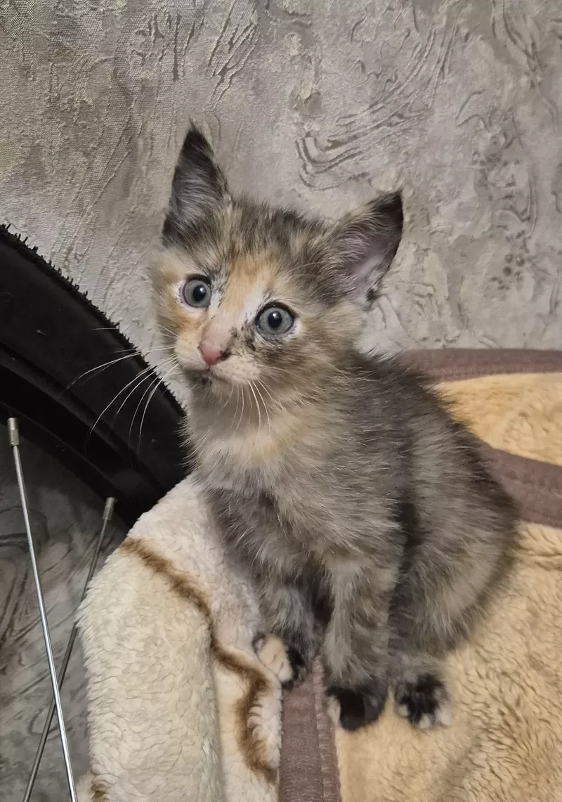 Срочно! Отдам котенка в добрые руки