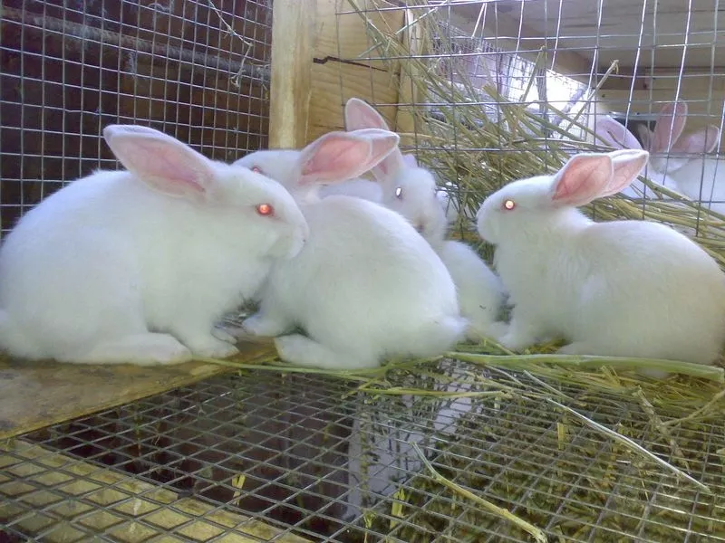 Кролики породы Белый Великан